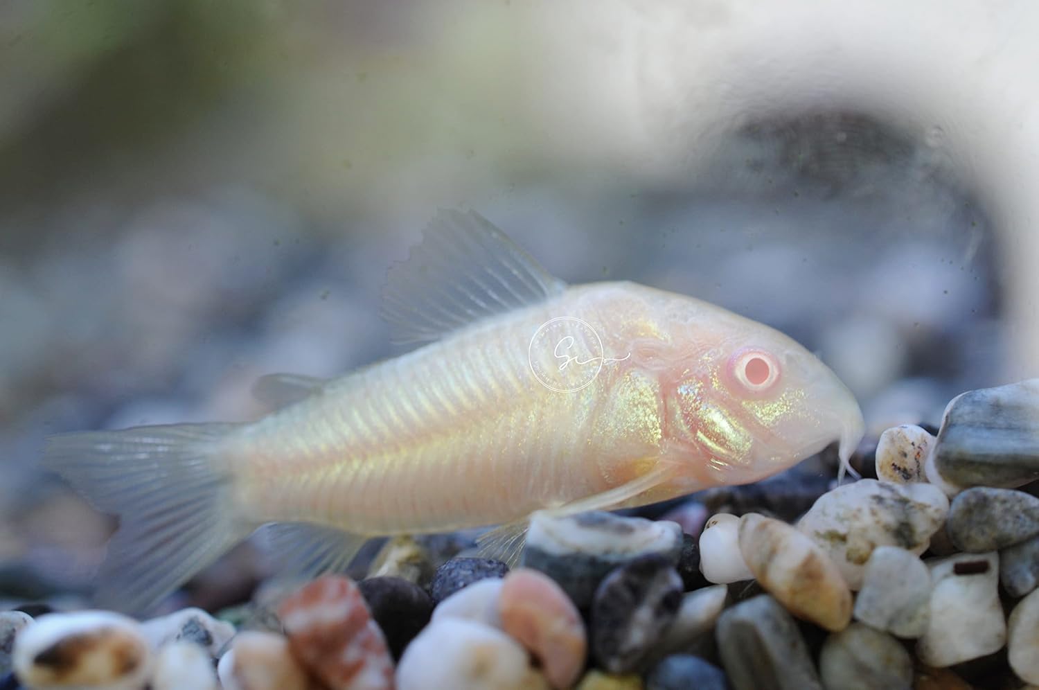Swimming Creatures 4 Albino Corydoras, Albino Corycats, Freshwater Aquarium Catfish