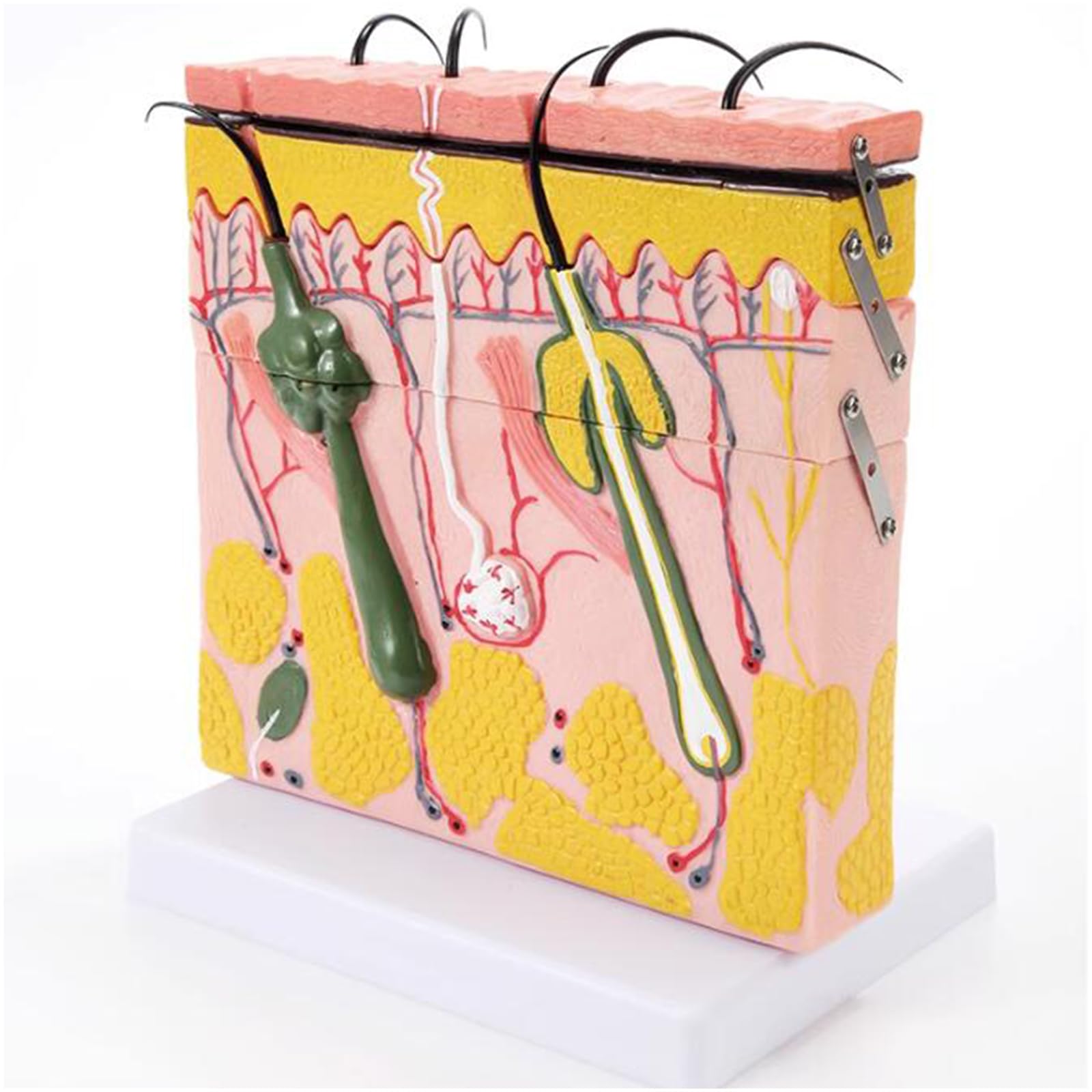 Modello di Anatomia della Pelle allargata 70X - Modello anatomico della Pelle con Capelli - per la biologia Forniture di Laboratorio di Aiuto di chirurgia estetica,B