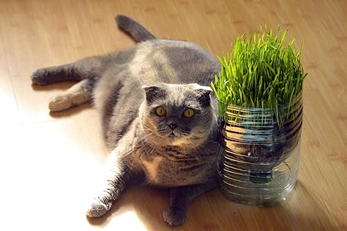 Miniatura 1 de Mai's Famiy Mezcla de semillas de hierba orgánica para gatos de 1 onza para plantar, una mezcla saludable de semillas de hierba de trigo orgánica,