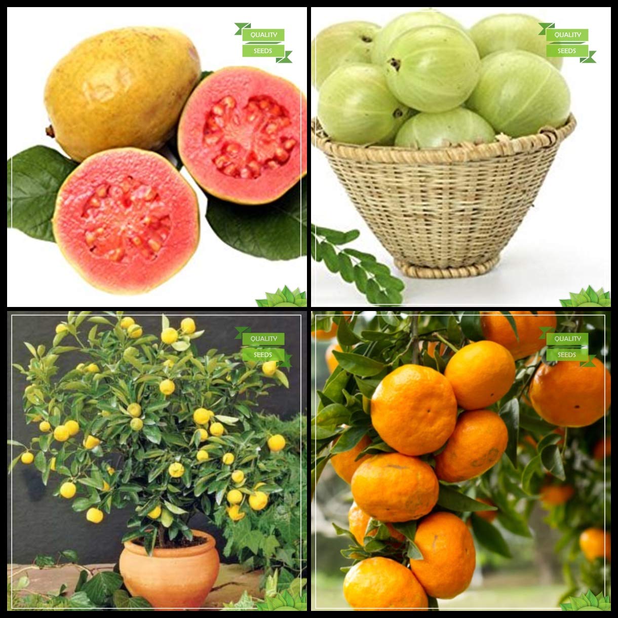 Creative Farmer Fruit Seeds For Home Garden Combo Fruit : Lemon Guava, Gooseberry, Lemon Fruit, Orange Fruit Fruit Seeds For Home Garden (B07HTLX2N8) Amazon Price History, Amazon Price Tracker