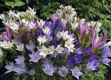 Hirt's Gardens Starflower Mix