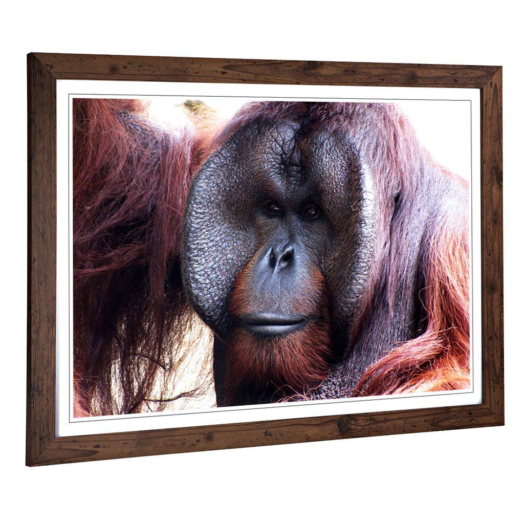 Big Box Art Framed Print of Orangutan Monkey (2) Design | Wall Art Picture | Home Decor for Kitchen, Living, Dining Room, Lounge, Bedroom, Hallway, Office, Walnut, A2 / 24.5x18 Inch / 62x45cm