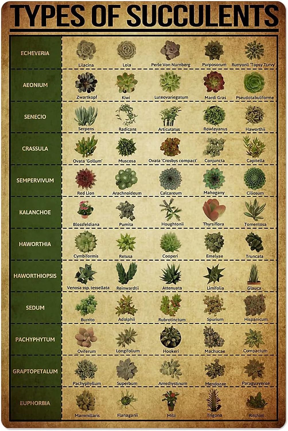 Types Of Succulents Poster Metal Signs Children'S Science Knowledge Wall Decor Retro Room Decor Bedroom Printing Plaquees, Zjtp07 Metal Sign Plaque Poster 8X12 Inches
