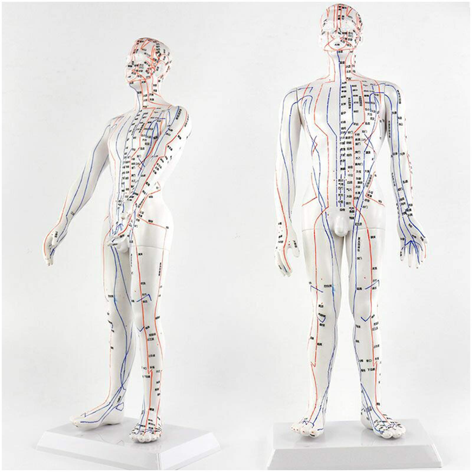Sjdopulse A 50Cm/19.6" Chinese Medicine Cupuncture Model, Human Cupuncture Model Tuin Massage Pulse Reflex Model Professional Meridian Points Health Massage Points Treatment Methods For Study Teaching ( )