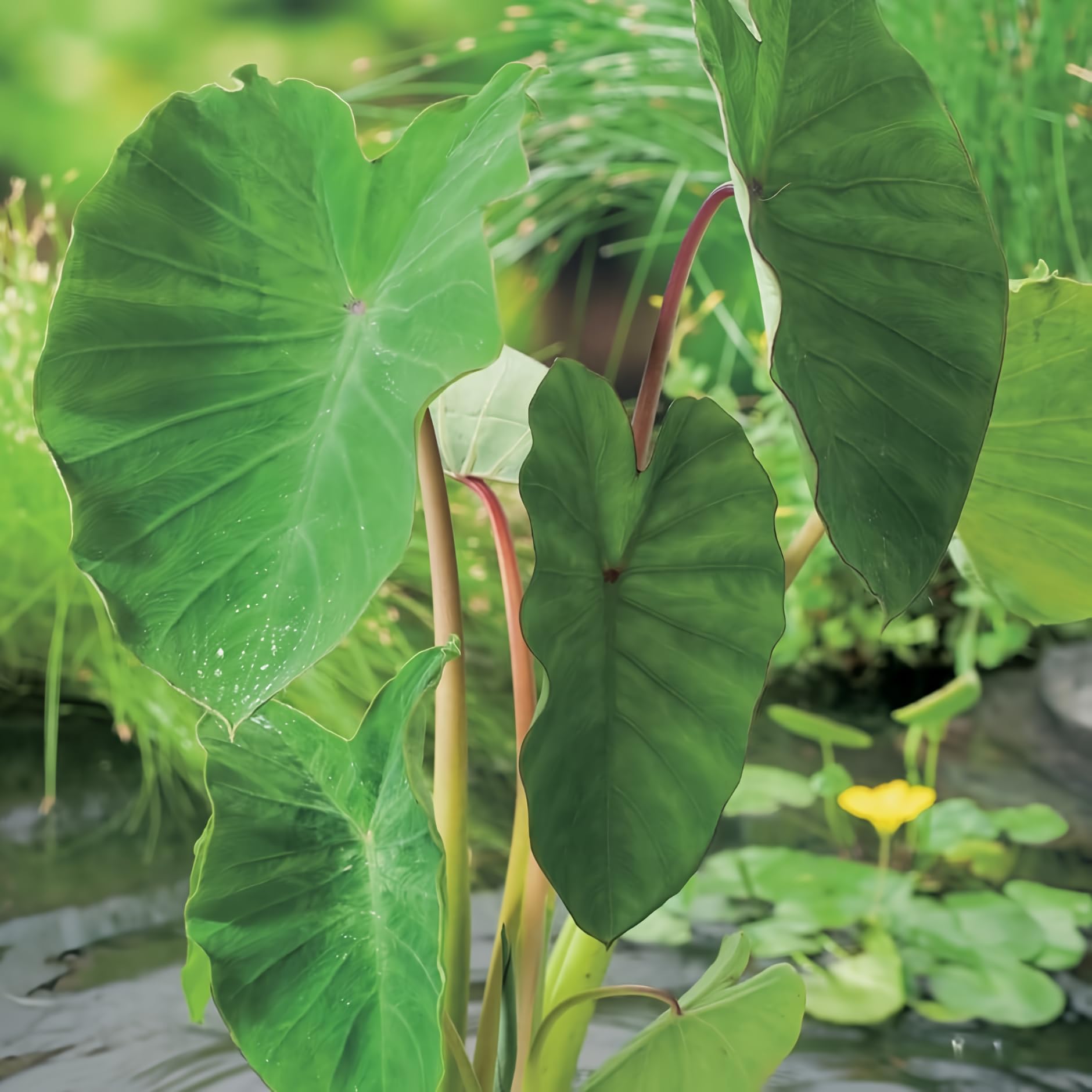 Green Taro Elephant Ears