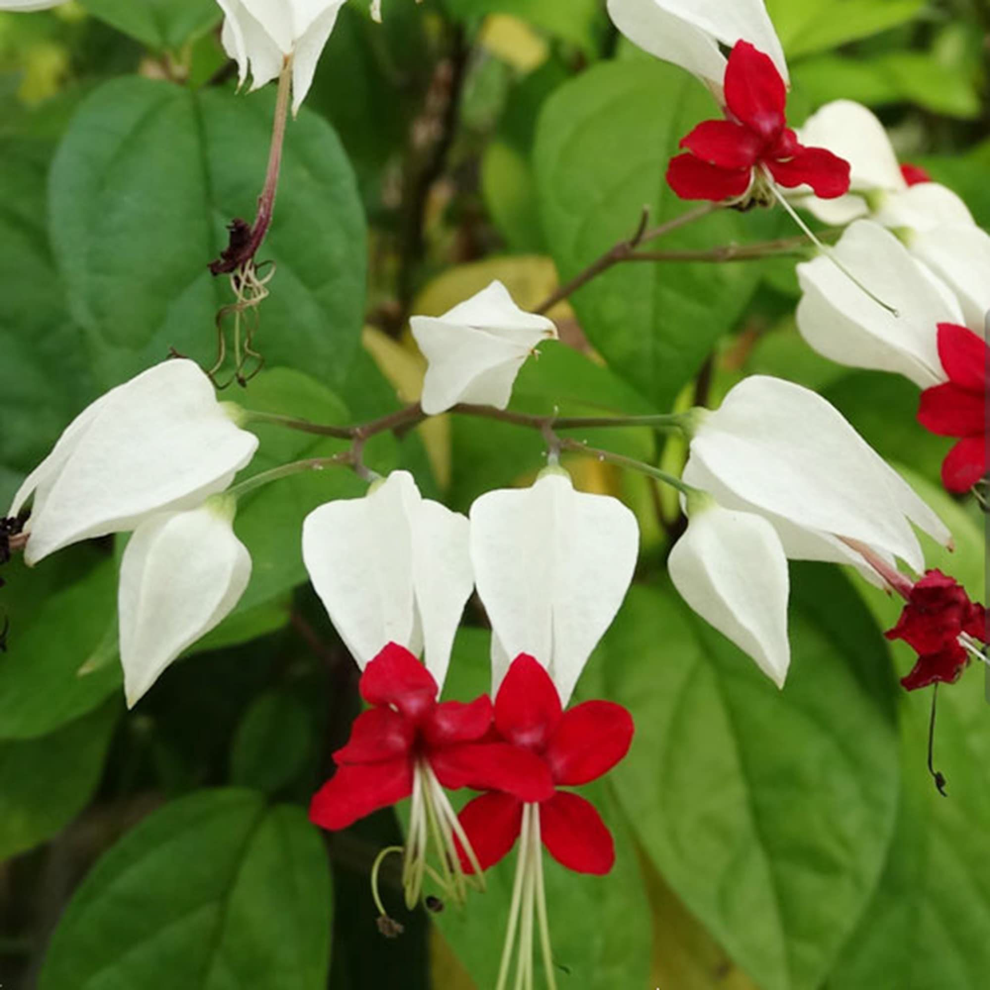 花卉圖17 梦沁花坛（Dream Infused Flower Garden）（杰星JIESTAR JJ9234