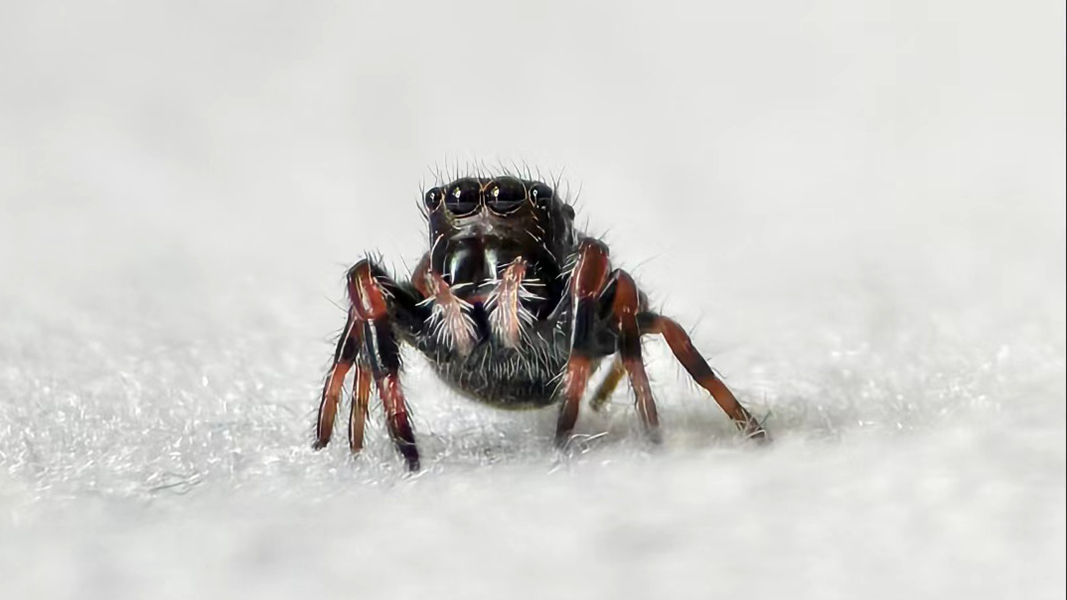 Jumping Spider Halloween Spring Fresh Habitat,4x4x8, Jumping Spider ...