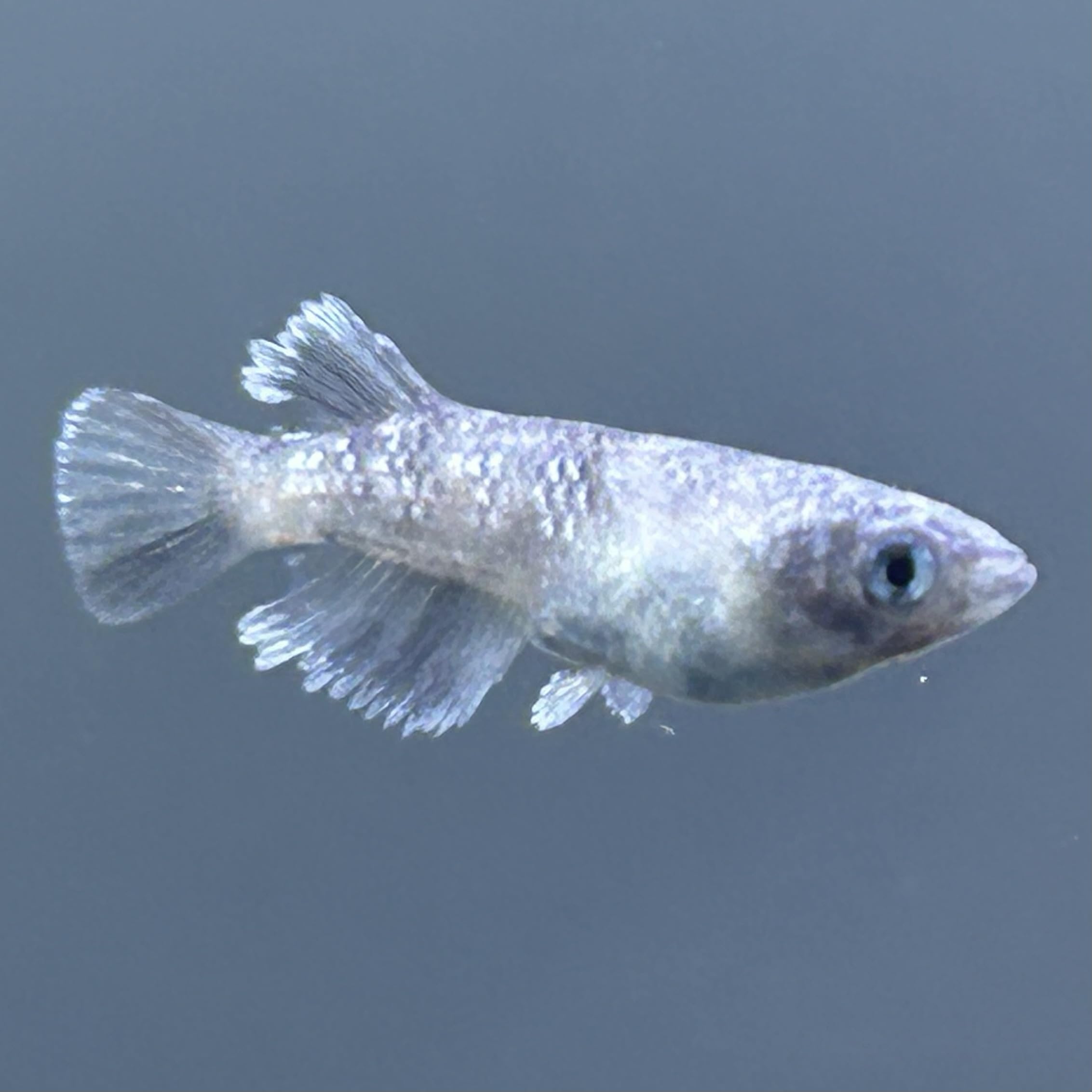 ピース　トリオ　夢中メダカ最新オリジナル　メダカ　めだか 1ペア】マネー 夢中めだか様直系 | メダカ専門店 根来めだか
