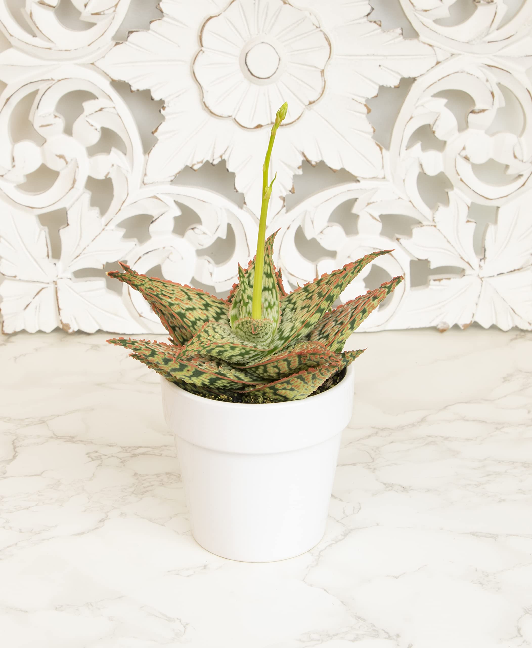 Amazon.com: Live Aloe Plant Succulents, Star Aloe Plants Live with White  Planter, Succulents Plants Live in Potting Soil Mix, Potted Succulents Live  Plants, Cactus Plants Live Succulent Plants by Plants for Pets :