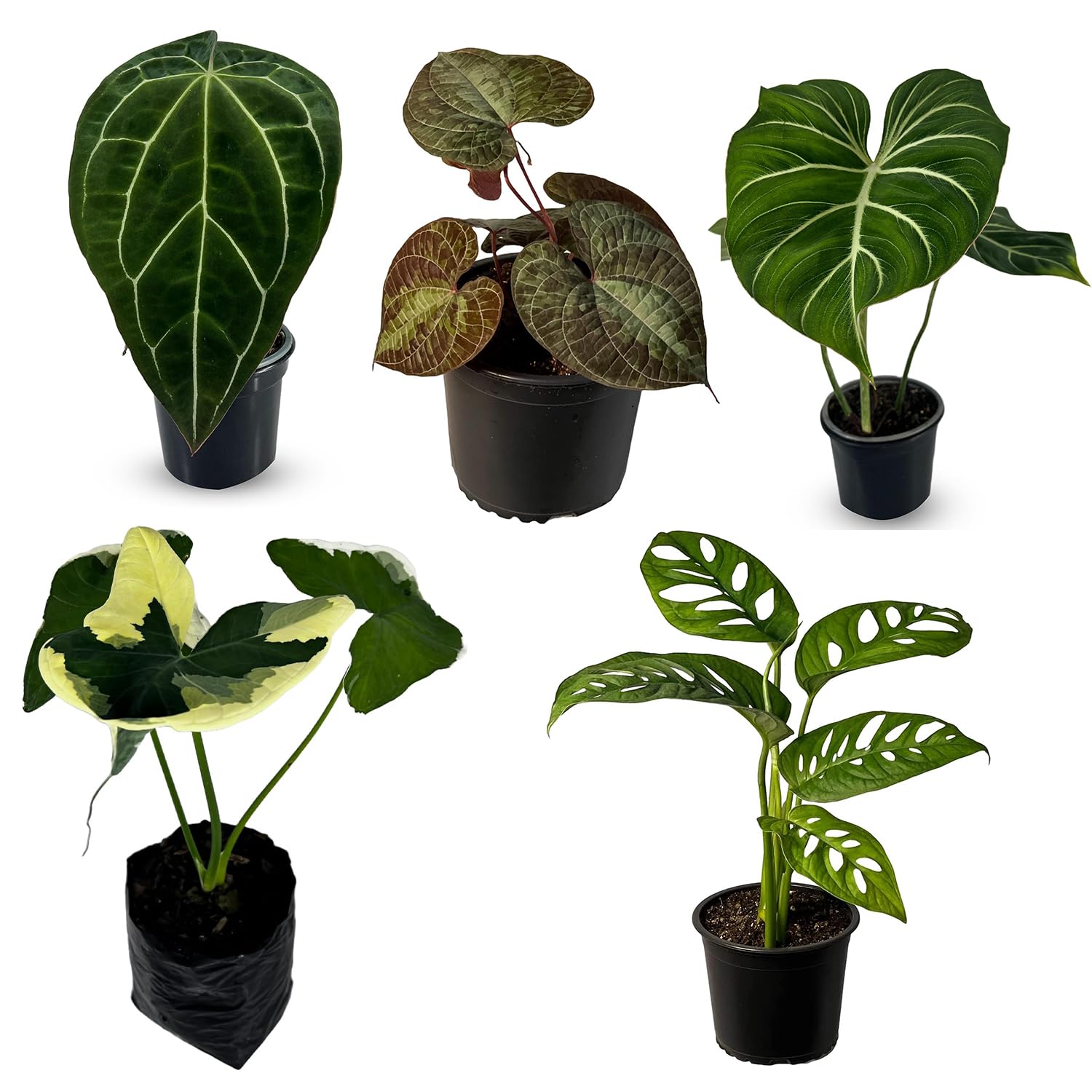 Amazon.com : LEAL PLANTS ECUADOR Alocasia Variegated Mickey Mouse