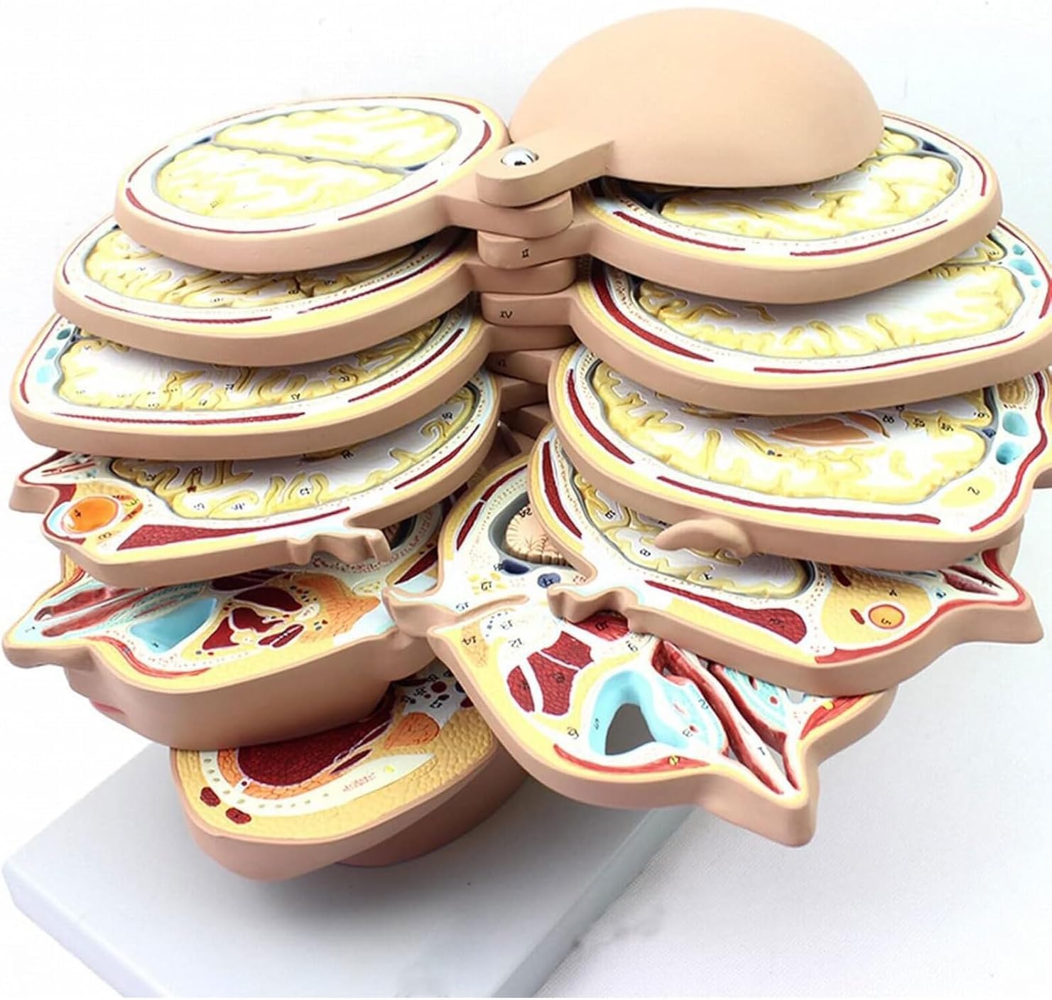 12-częściowy model anatomiczny przekroju ludzkiego mózgu, z cyfrowym oznaczeniem, model demonstracyjny obrazowania Ct MRI do nauczania i wyświetlania medycyny
