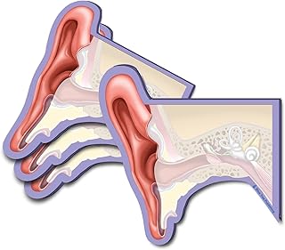 Ear Structures Sticky Notes, 4 Packs-100 Sheets Per Pack