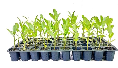 Árbol de magnolia Sweet Bay | 10 plantas vivas | Magnolia Virginiana | Hermoso espécimen ornamental