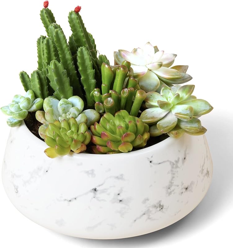 La Jolie Muse Macetas grandes para suculentas, maceta de cerámica para jardín interior y exterior con drenaje para flores, 8 pulgadas, tinta contra salpicaduras y beige arena