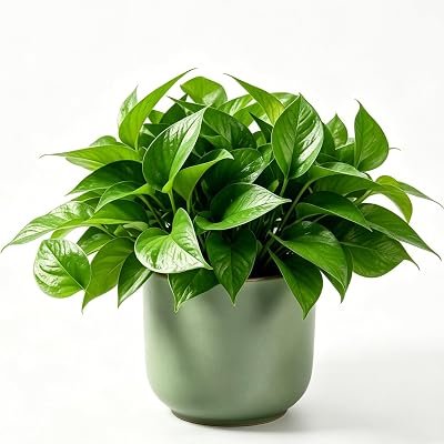 Pothos 1-2 Live Bare Root Plants Air Purifying Houseplant Trailing Vine (1)