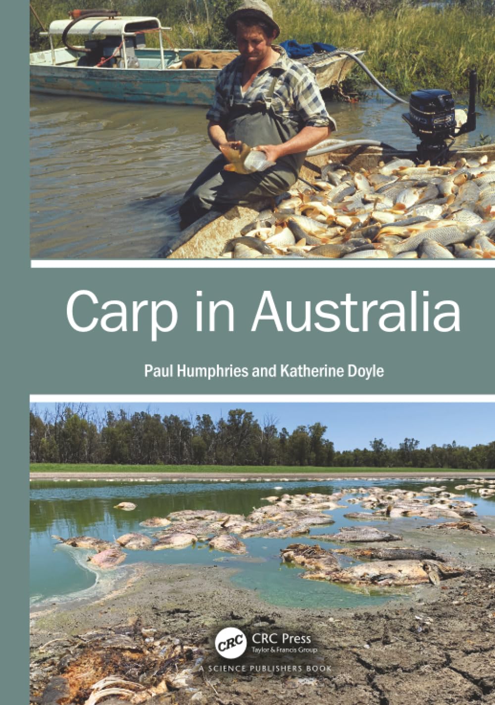 Carp in Australia