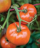 Vista 5 de Burpee - Semillas de tomate híbrido "Big Boy", tomate grande para rebanada con sabor rico, 50 semillas no-GMO