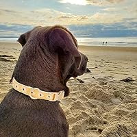 Vista 10 de Collar de Algodón Suave para Perro con Hebilla de Metal Ajustable de Servicio Pesado Cómodo Collares de Pana para Perros Pequeños, Medianos