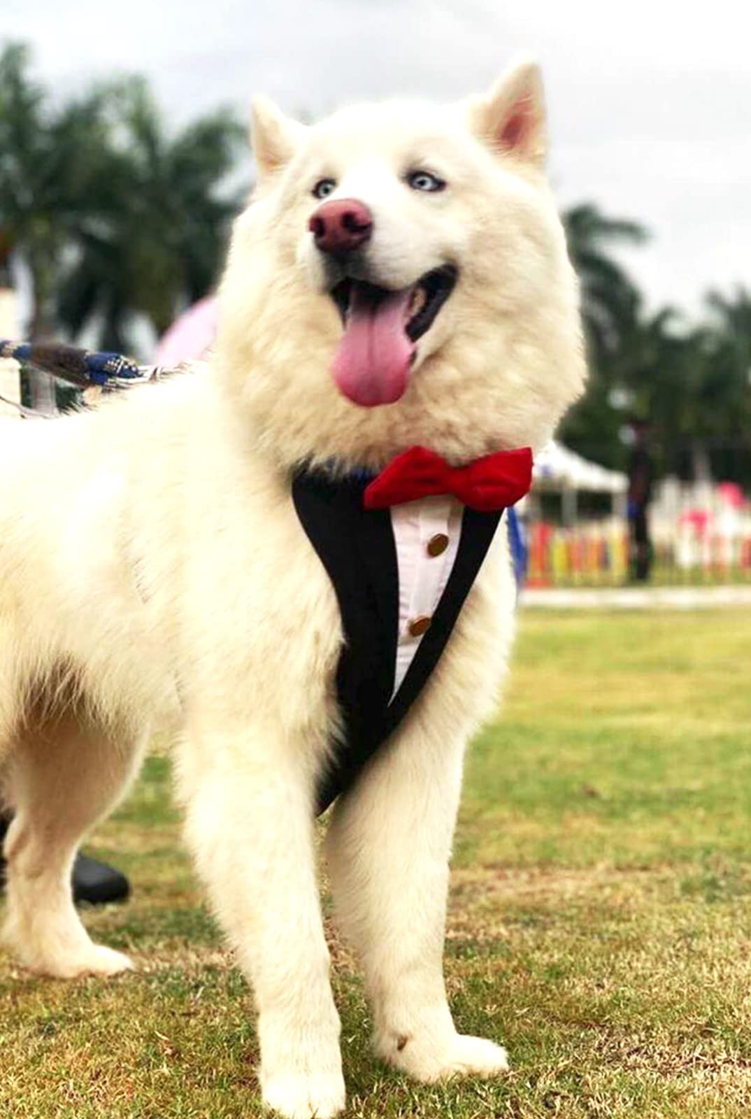 Dog-O-Bow Tuxedo Harness for Dogs (Extra Large) (B07TZK28M7) Amazon Price History, Amazon Price Tracker