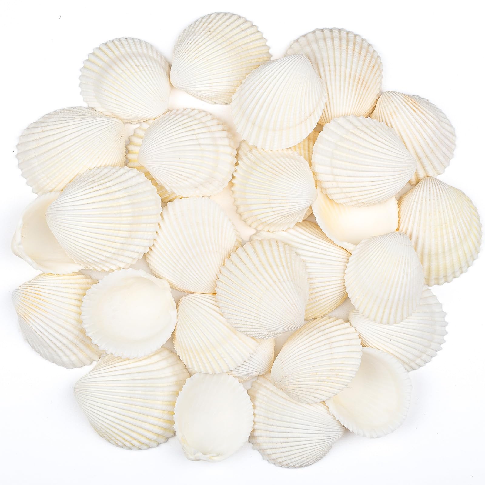 30 PCS Sea Shells 4-5 CM White Small Seashells for Crafting, Crafts DIY Painting Beaching Wedding Decoration, Beach Natural Shells Bulk