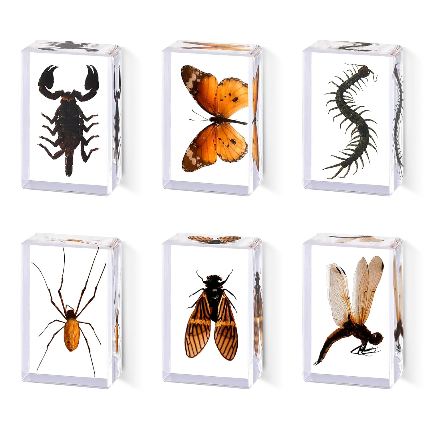 6pcs Medium Real Insect Resin Specimens (2.87×1.61×0.79 inch) - Taxidermy Spider, Butterfly, Scorpion in Preserved Resin for Science Study, Home Decor, Educational Use, Oddity Gifts, Collection