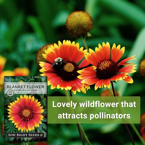 Miniatura 5 de Sow Right Seeds - Semillas de flores de manta para plantar - Paquete de semillas de reliquia sin OMG con instrucciones para plantar tu jardín -