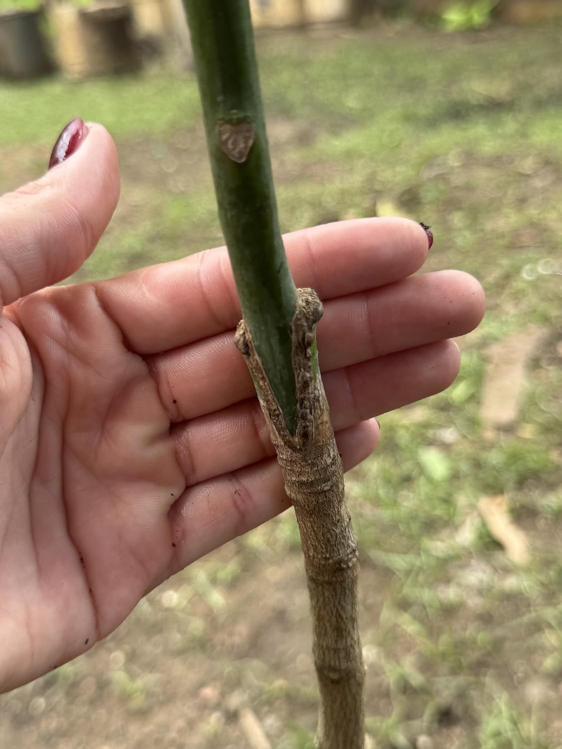 Grafted Mango banganapalli (mangifera Indica) Live Fruit Tree. 2-3ft arbol de injerto
