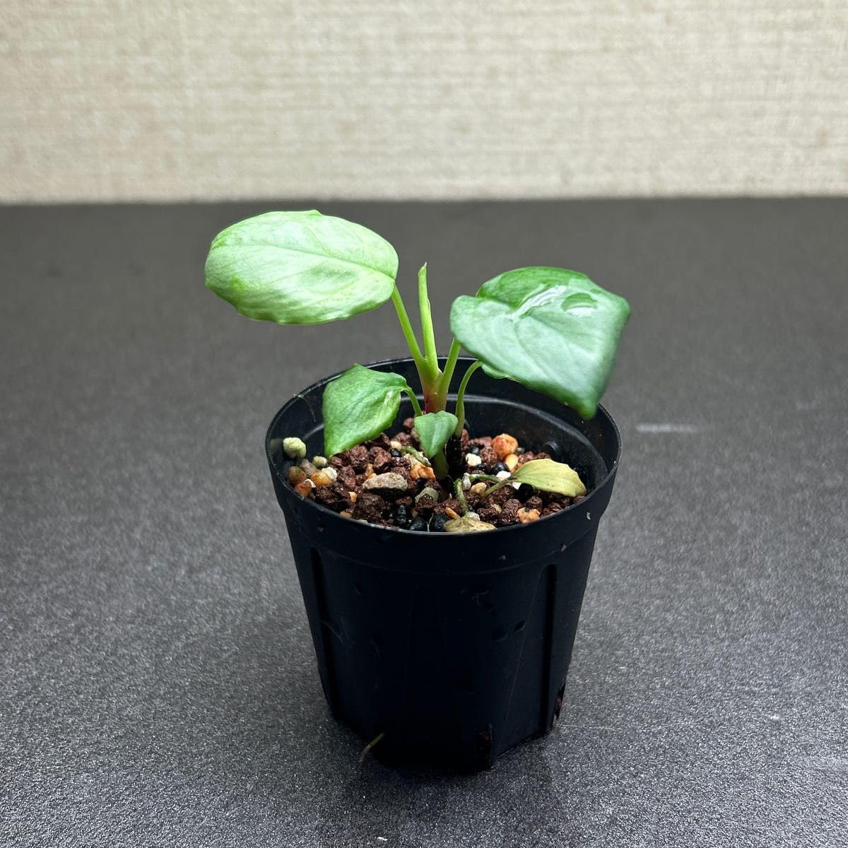 Green Note│大阪、我孫子のアクアリウムショップ » 9月5日 サトイモ科 観葉植物等 入荷しました！ Homalomena sp. Batu Ampar,Pulau singkep -1