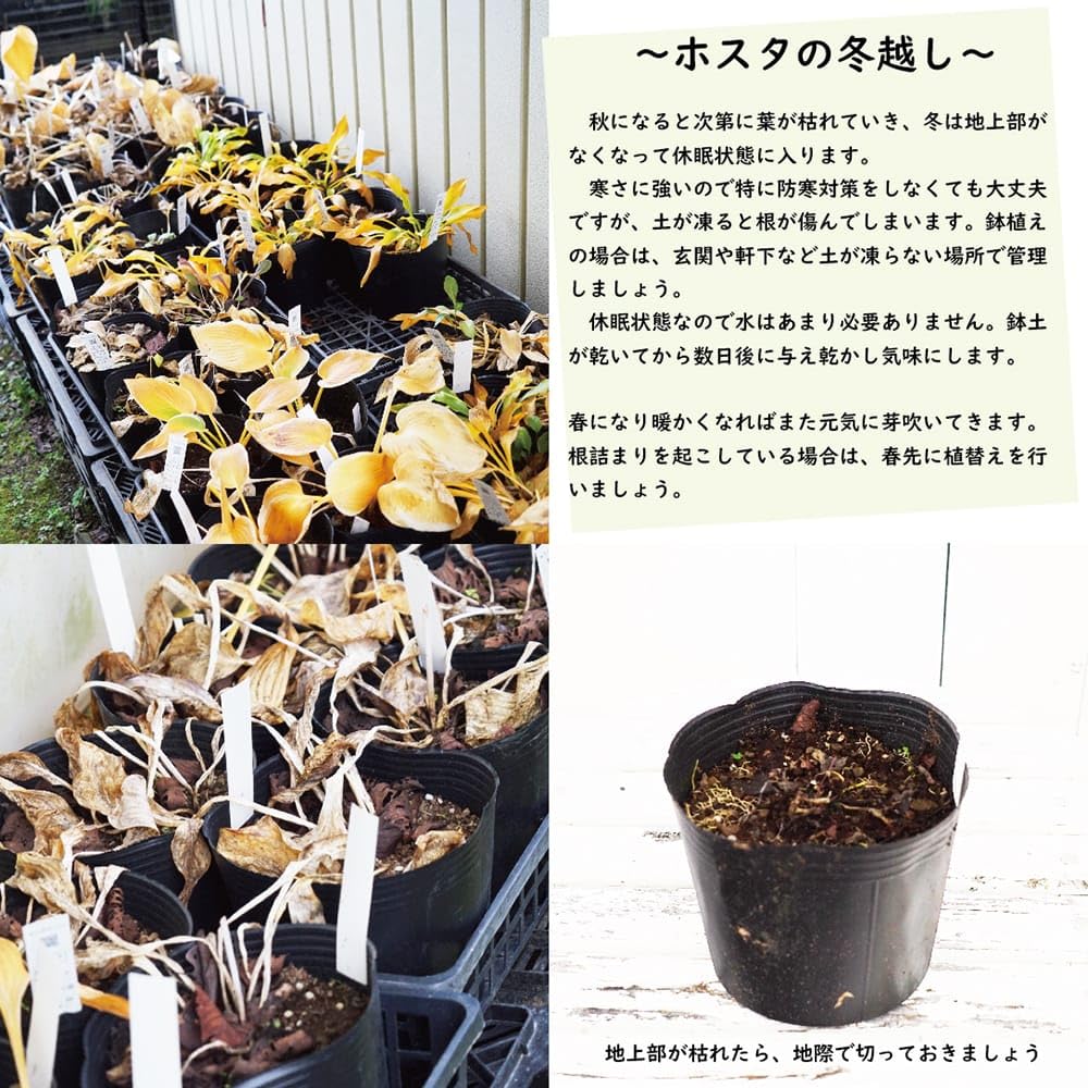 Amazon.co.jp: 【ビクトリー】 ギボウシ ホスタ 6号ポット苗 : DIY