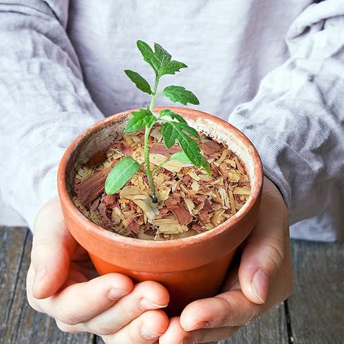 Miniatura 7 de Chips de cedro 100 natural mantillo repelente virutas de 4 cuartos FBM