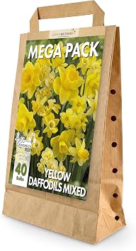 GreenBrokers Big Value Pack Daffodil Bulbs