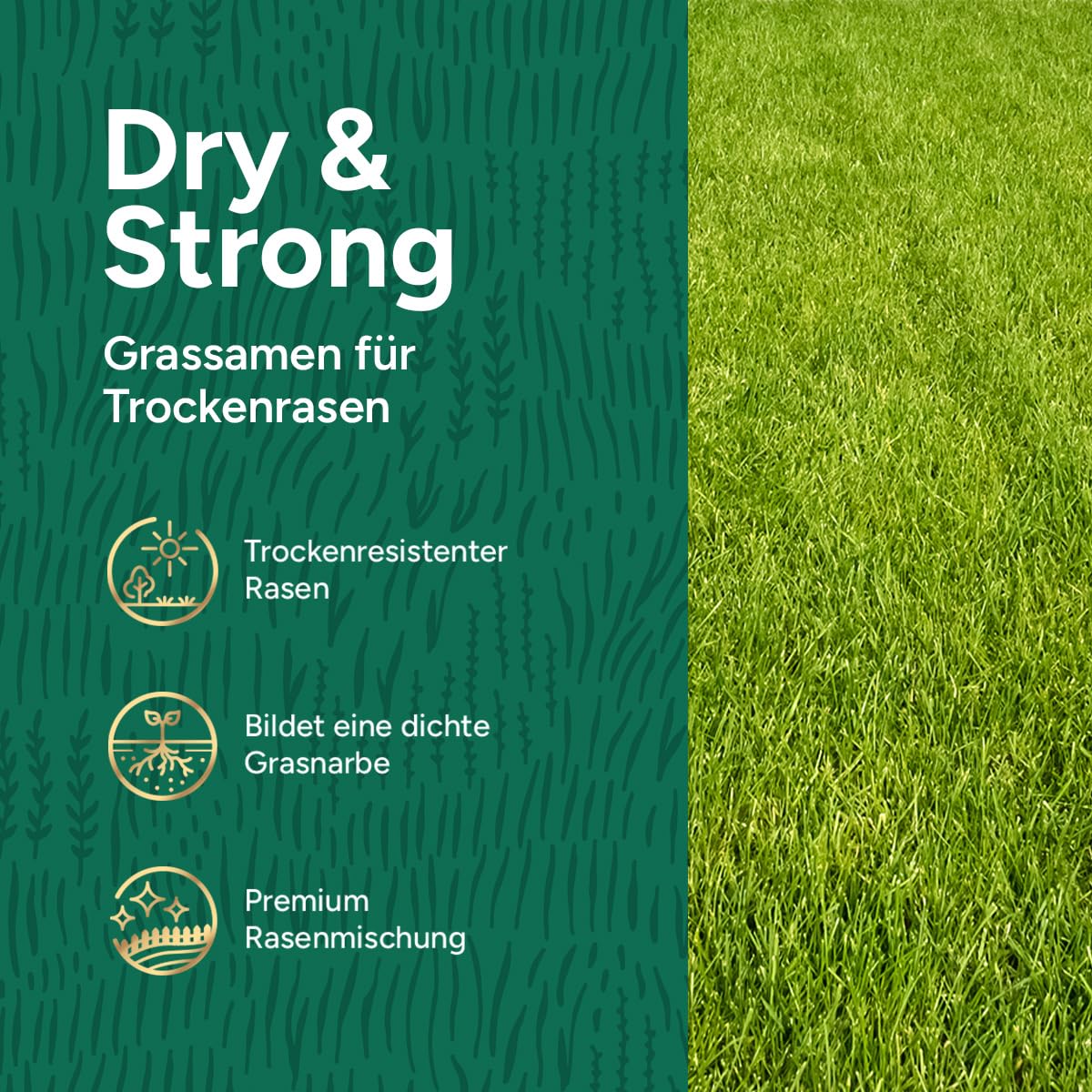 Dry & Strong: Trockenheitsresistenter Rasen – 10 Kilo für 500 m² – Hochwertiger Rasen für trockene Böden – Spart Wasser und Kosten – Mit Hydroboost™-Beschichtung
