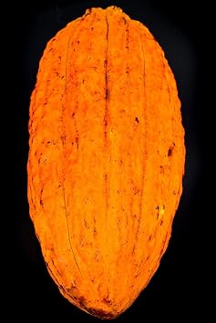 TRINITARIO Theobroma Cacao Cocoa Chocolate Fruit Tree Potted Plant RED Medium