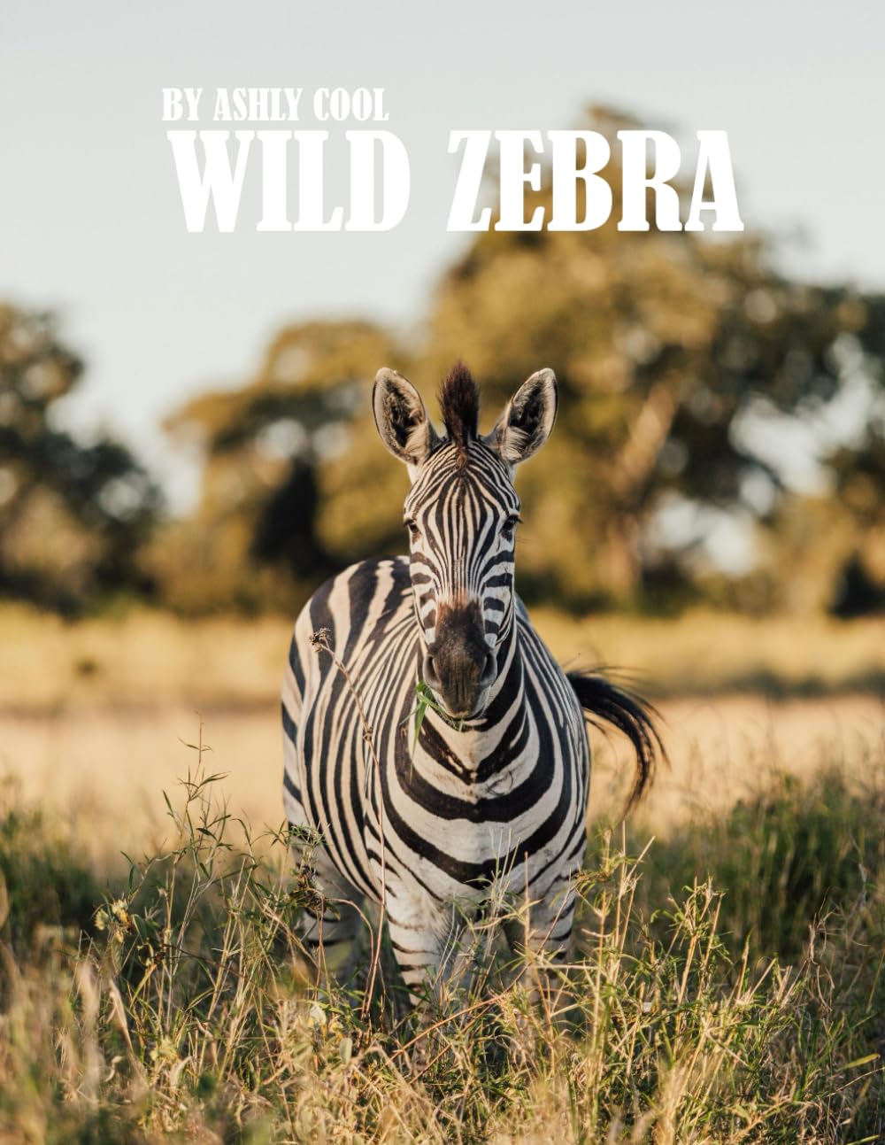 Wild Zebra: Exploring Wild Zebras: A Visual Journey Through Africa’s Iconic Herds