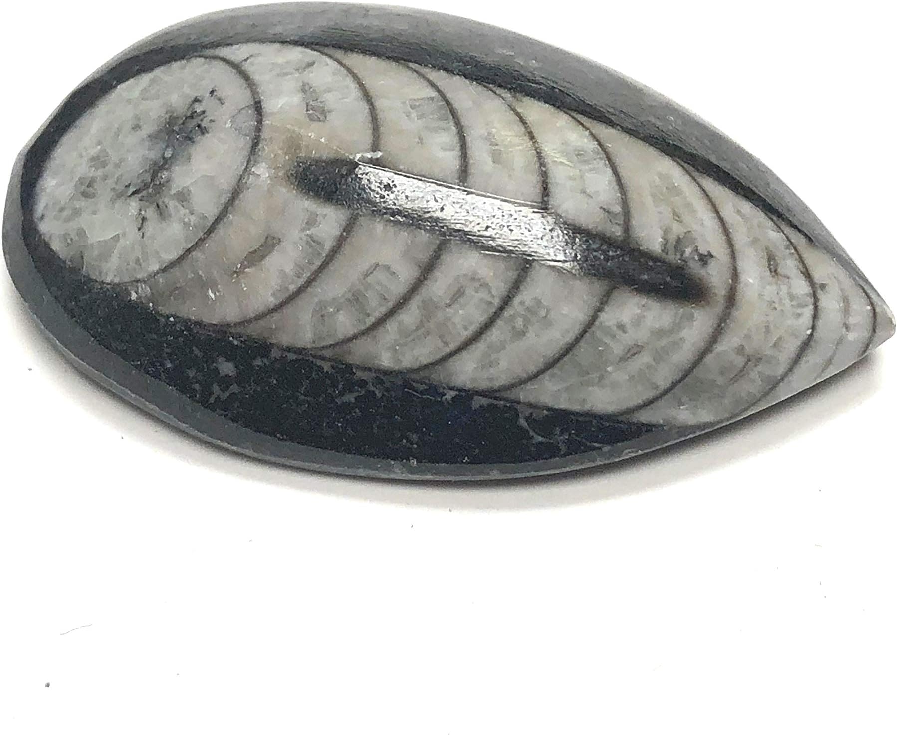 Black Orthocera Fossil Piece 1-2" with Velvet Bag
