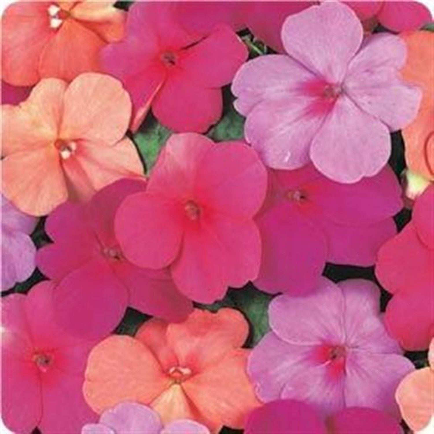 100+ Impatiens Seeds- Walleriana- Dwarf Mixed