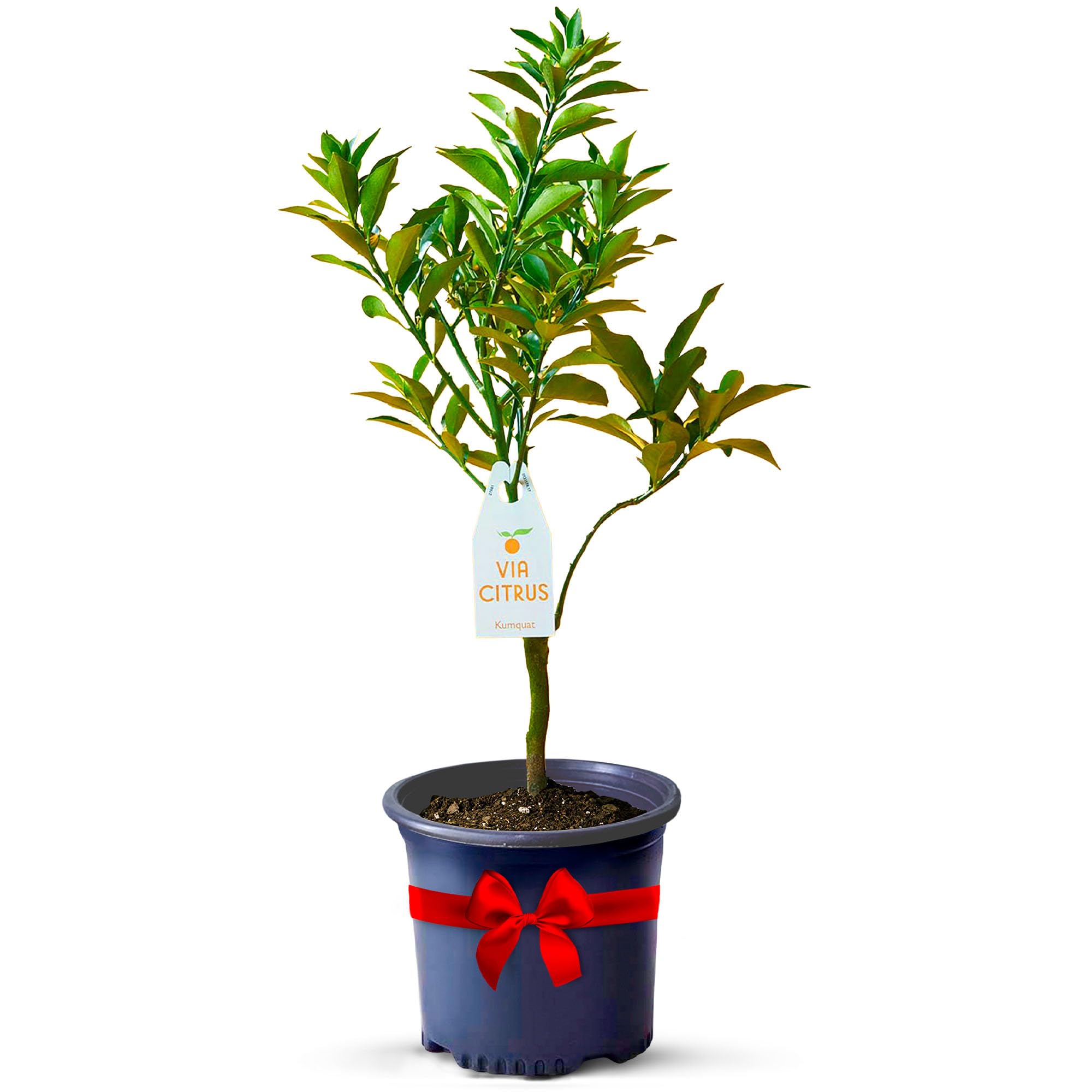 Via Citrus Grafted Kumquat Tree