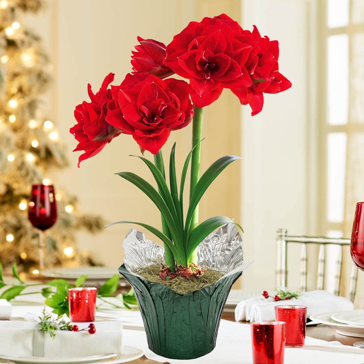 Cherry Nymph Red Flowering Amaryllis Bulb Gift Kit, Planted in a Foil Wrapped 6 inch Pot