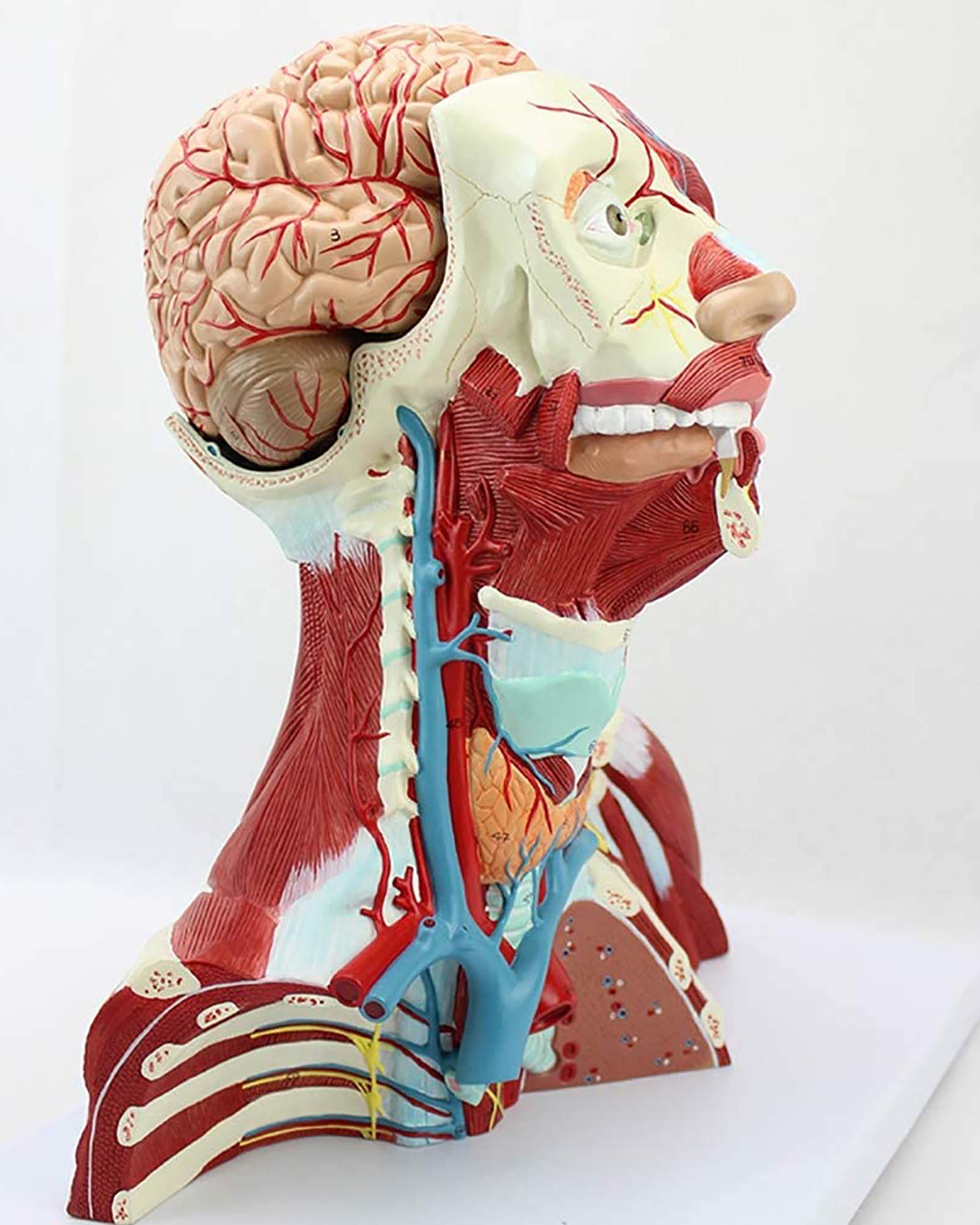 Skull Model Human Head With Skull, Muscles, Eyes And Blood Vessels ...
