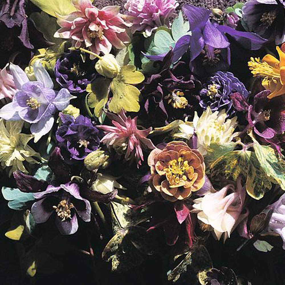 Aquilegia x Hybrida 'Crown Jewels Mixed' Columbine, Granny's Bonnet Hardy Perennial Flowering Garden Plants Easy to Grow Your Own 1 Packet (20 Seeds) by Thompson and Morgan