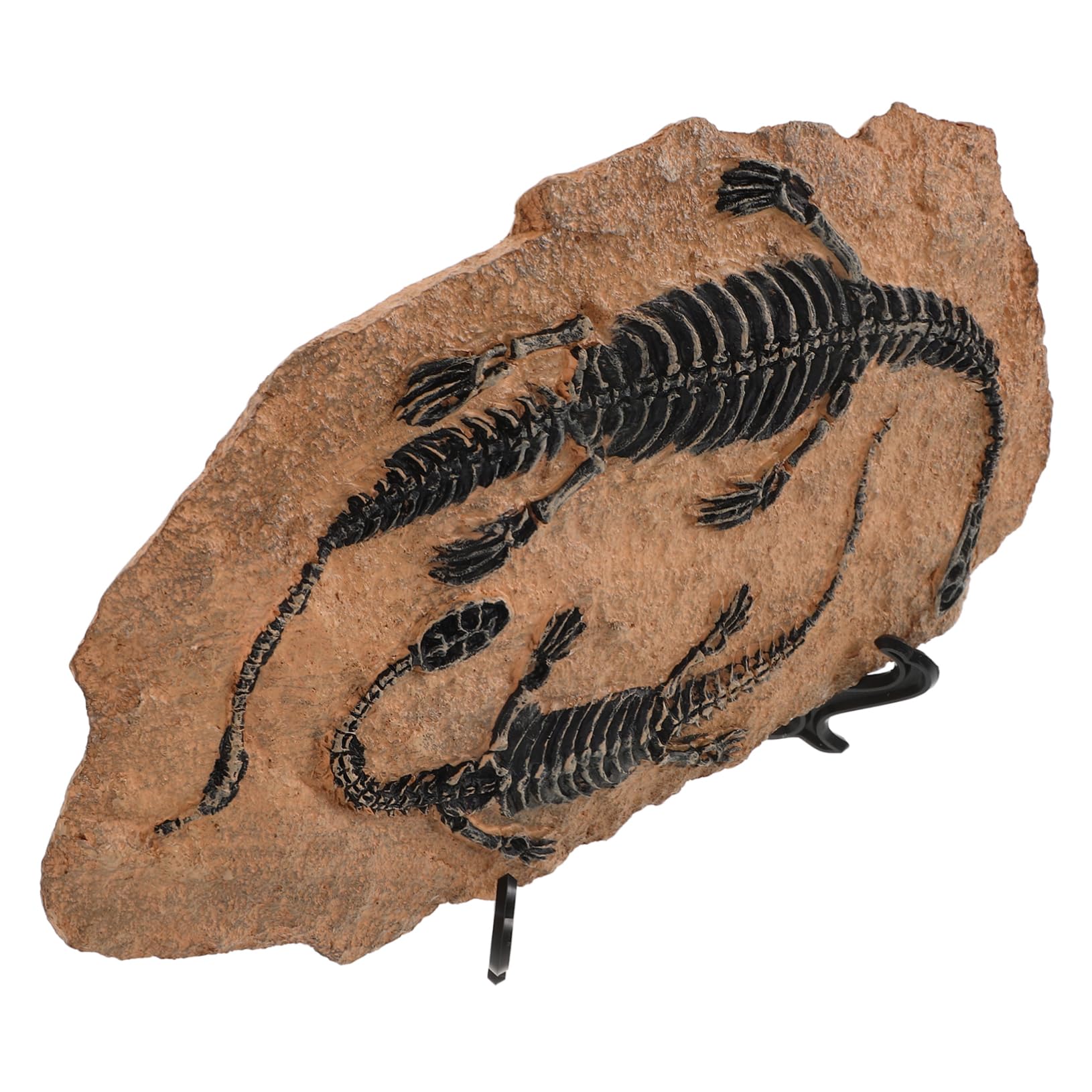 1set Modelli Decorativi Di Fossili Di Dinosauro Per Educazione Geologica e Paleontologica Ornamenti Per Casa e Giardino Per Compleanni