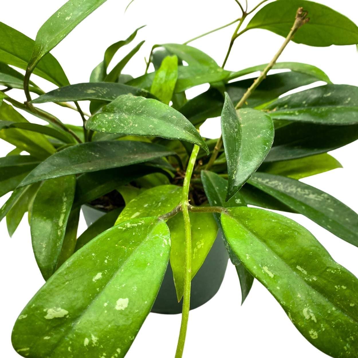 BubbleBlooms Hoya Pubicalyx in a 6 inch Pot Silver Speckled Splash