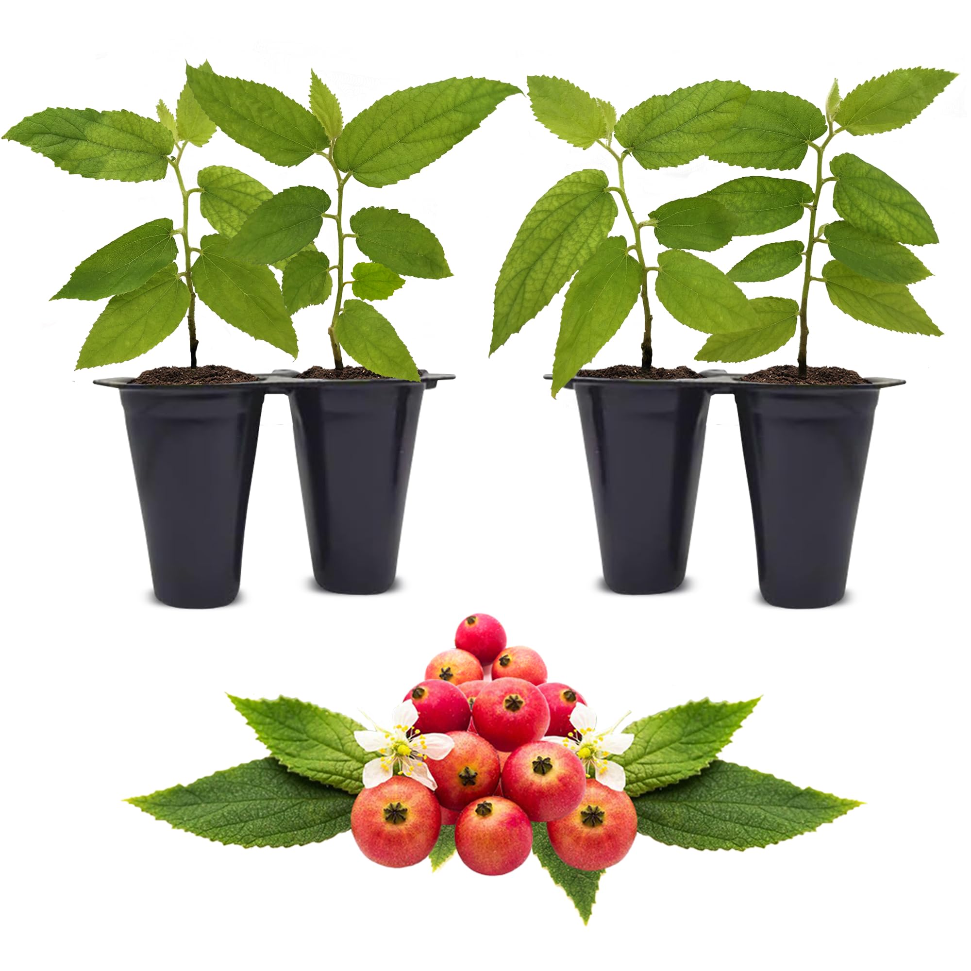 Jamaican Cherry 4 Pack Fam Plants