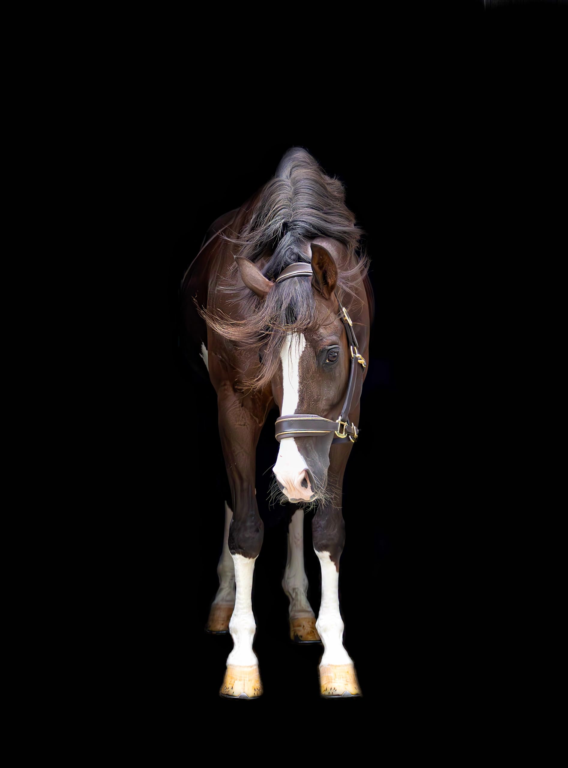 Lederhalfter Mit Glitzer-Details – Anatomisch Geformt, Weich Gepolstert & Beidseitig Verstellbar – Cob & Full (Braun/Gold, Pony)