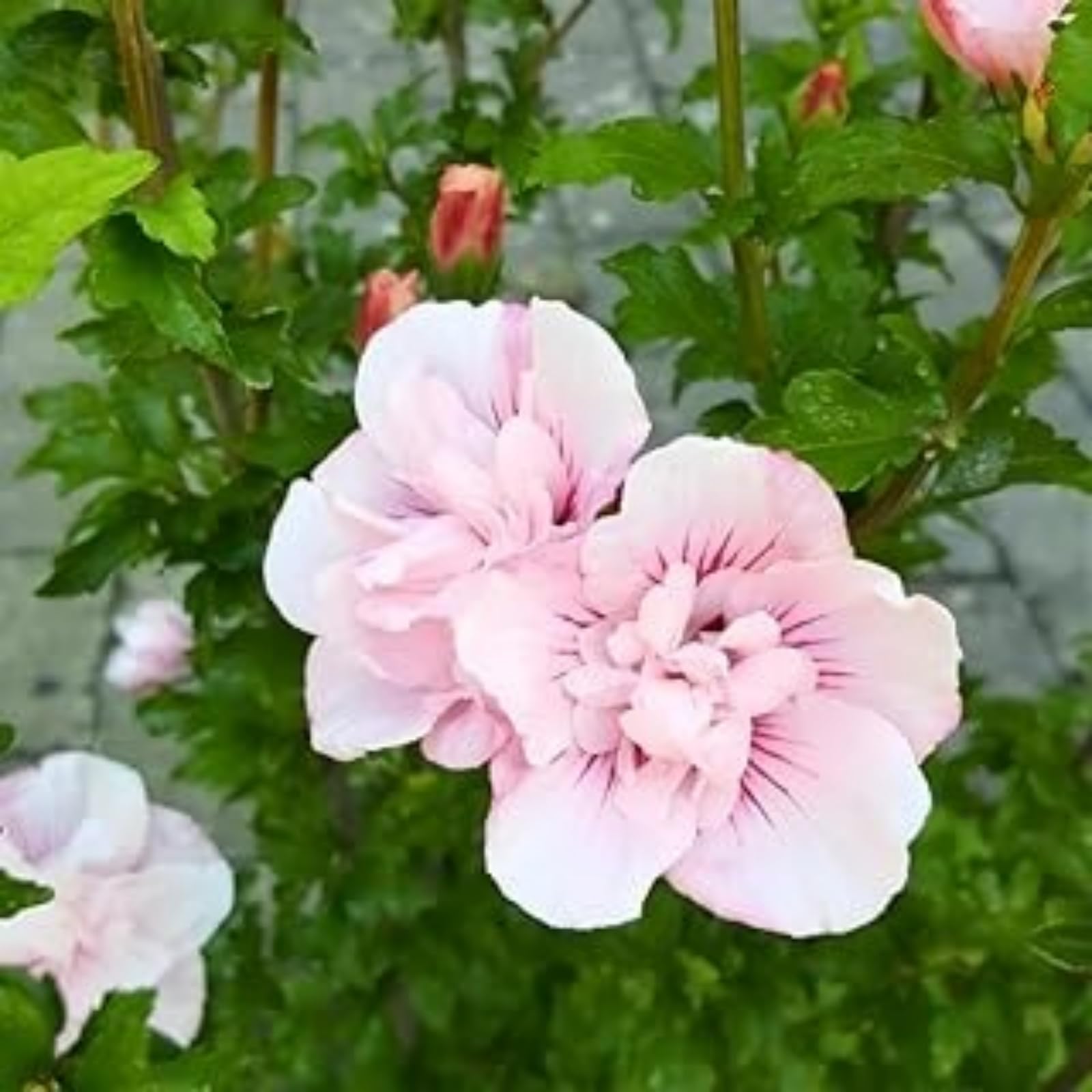 Hibiscus Rose Bulbs for UK,Potted-Plants-Rhizome,Hibiscus Plants for Garden,Excellent Display-4 Bulbs-E