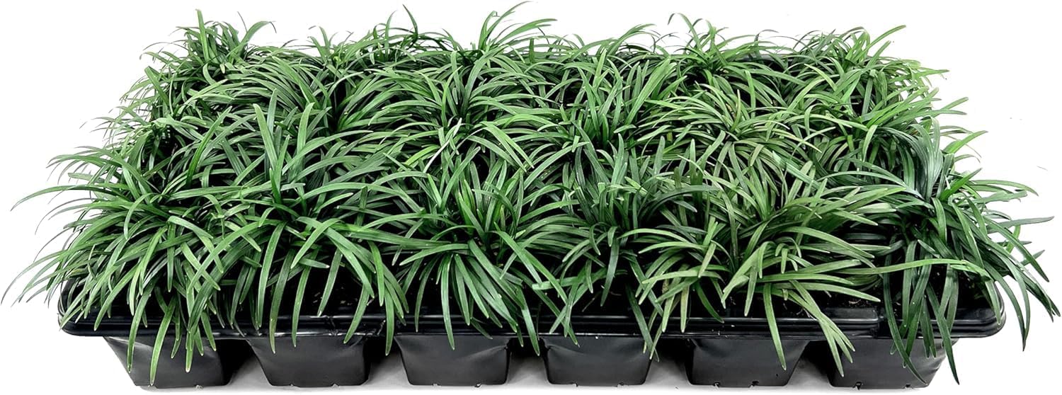 Dwarf Mondo Grass | 3 Large 4 Inch Pots | Ophiopogon Japonicus Nanus | Live Evergreen Shade Loving Groundcover