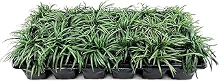 Dwarf Mondo Grass | 3 Large 4 Inch Pots | Ophiopogon Japonicus Nanus | L...