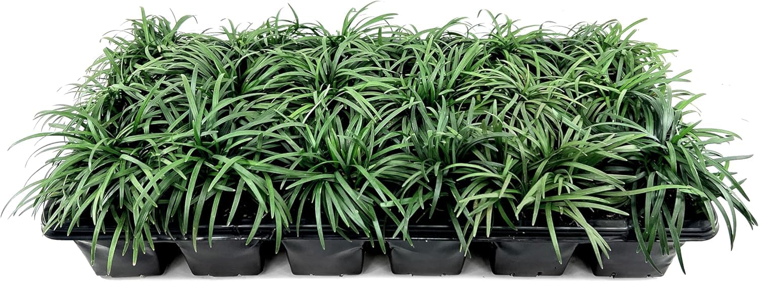 Dwarf Mondo Grass Florida Foliage