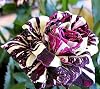 10 Seeds Black Dragon Rose Garden Plant Flower Viable Seeds Easy to Grow Garden