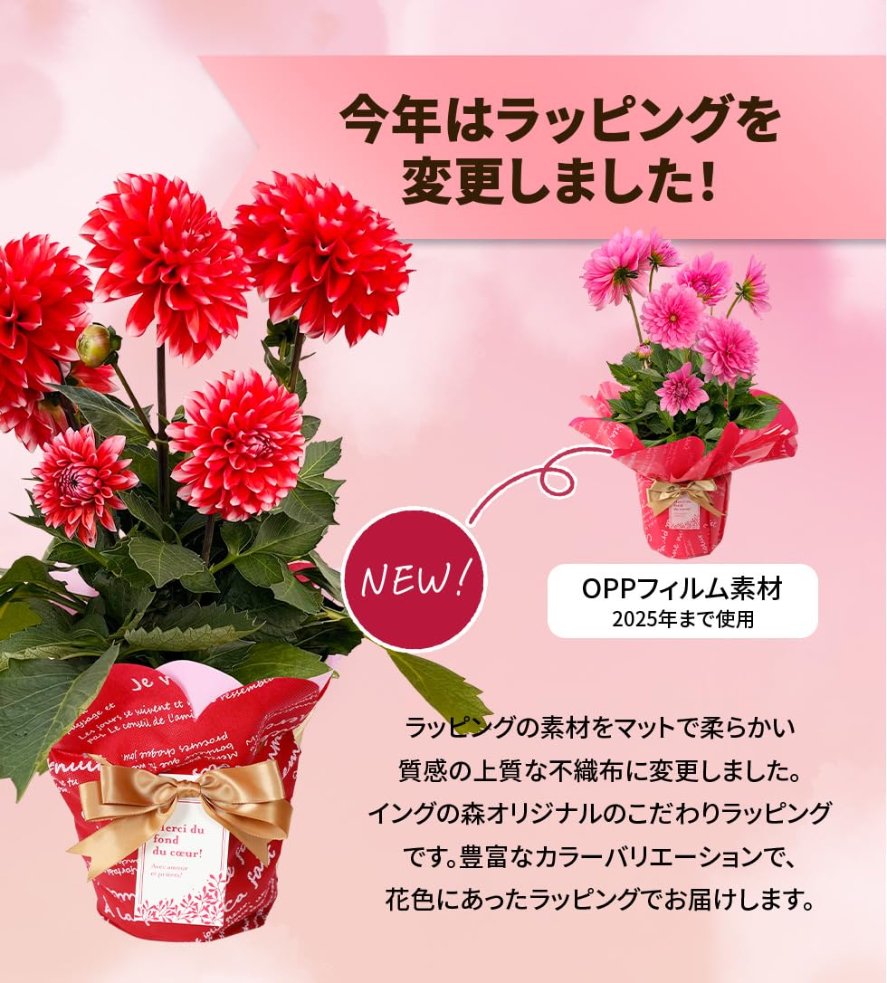 Amazon.co.jp: 母の日 2026 鉢植え 花 プレゼント ギフト ダリア